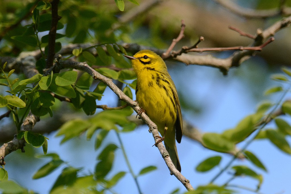 Warbler, Prairie, 2014-05184042 Higbee Beach, NJ.JPG - Prairie Warbler. Higbee Beach, NJ, 5-18-2014